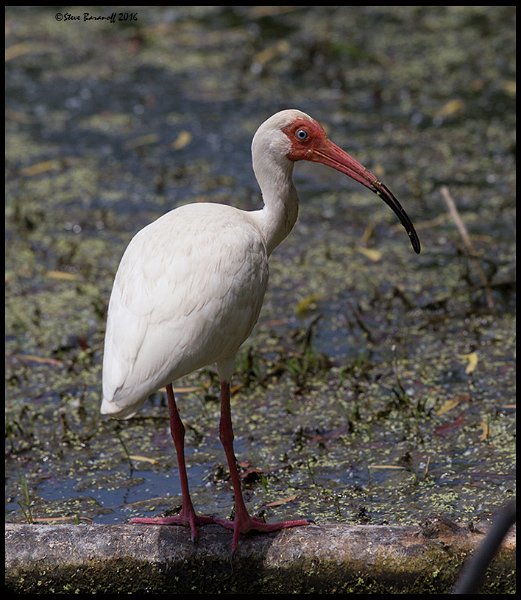 _6SB2180 white ibis.jpg